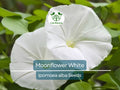 25 Moonflower Seeds - White Night-Blooming Morning Glory Vine | Ipomoea alba, Fragrant, Non-GMO, Climbing Annual, Evening Bloomer
