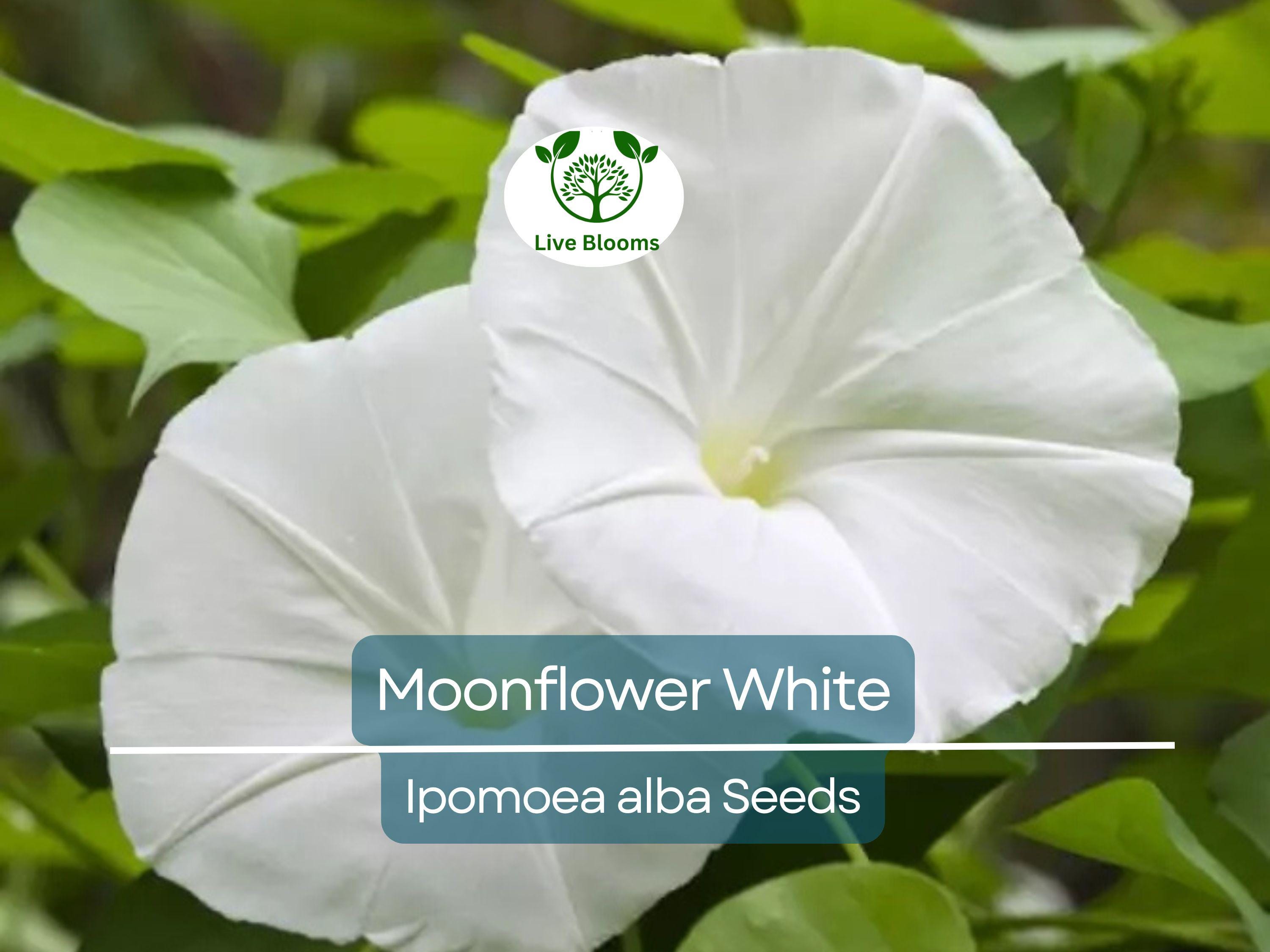 25 Moonflower Seeds - White Night-Blooming Morning Glory Vine | Ipomoea alba, Fragrant, Non-GMO, Climbing Annual, Evening Bloomer