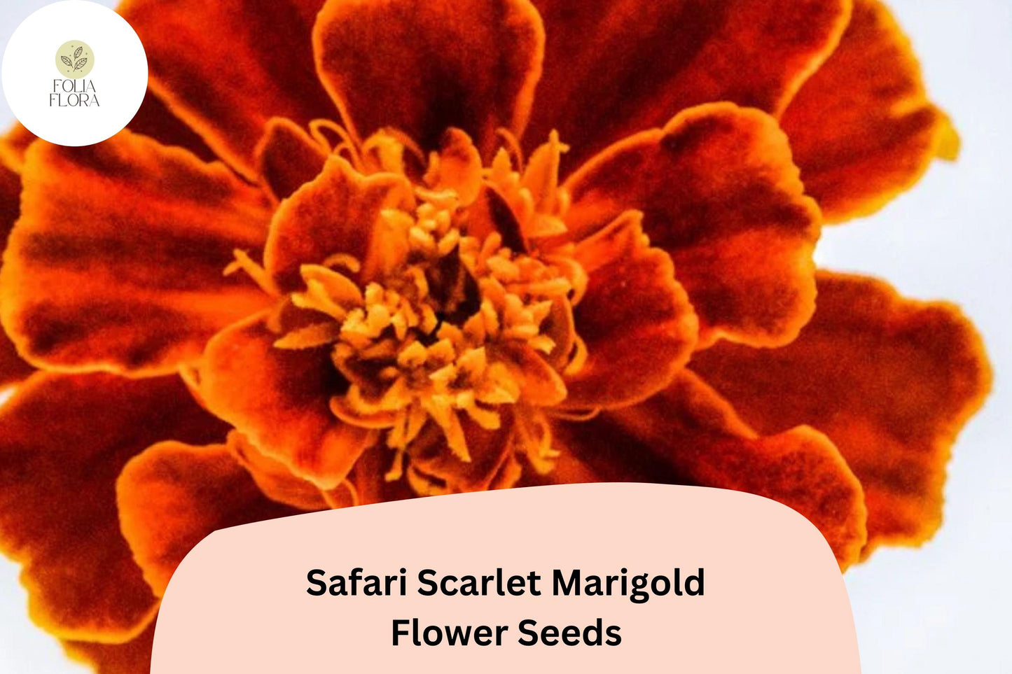 25+ Safari Scarlet Marigold Seeds | Tagetes patula | Bold Red Blooms | Easy Annual Flower for Garden Planting & Pollinators