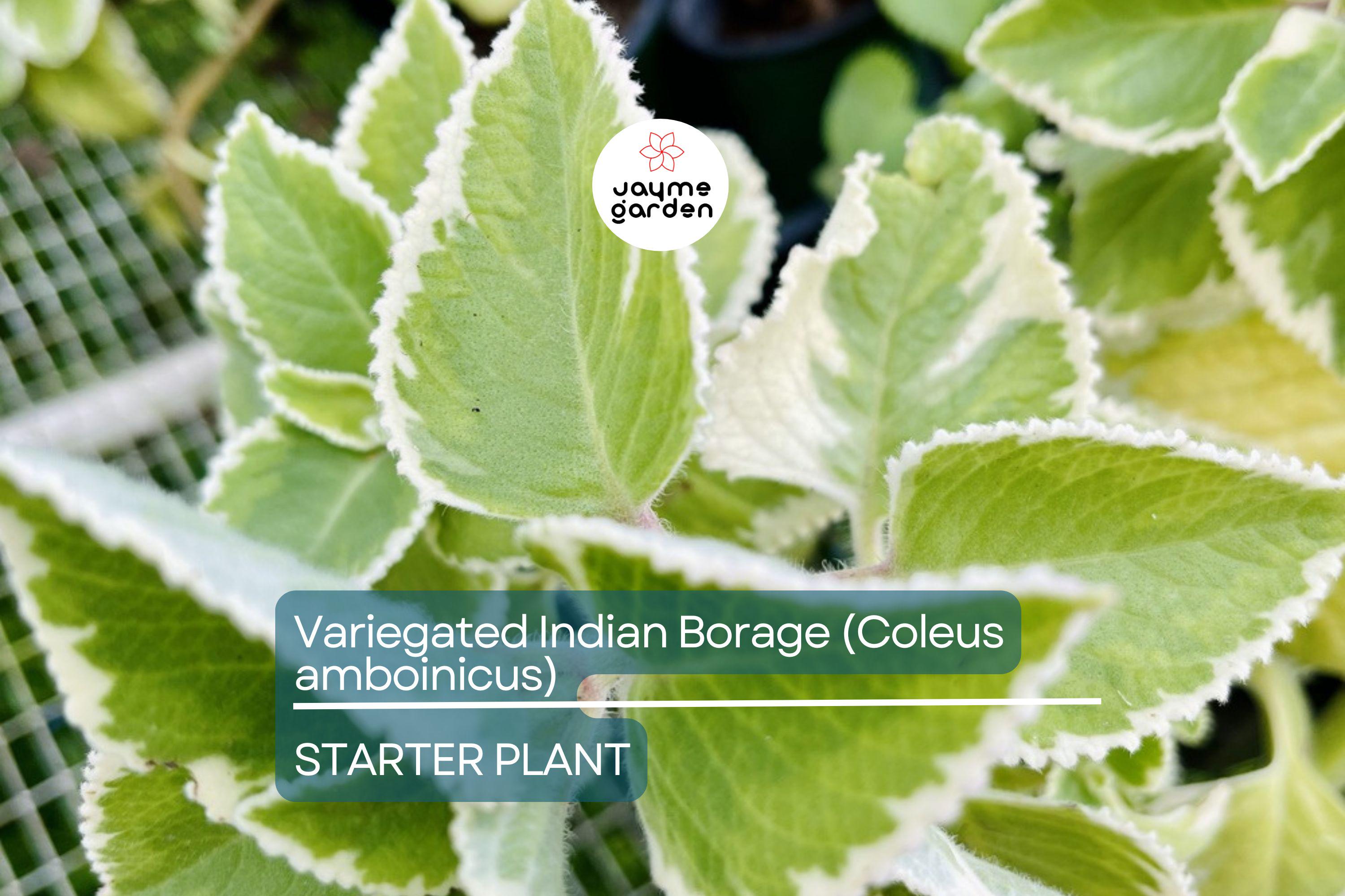 Variegated Indian Borage (Coleus amboinicus) Starter Plant | Tropical Herb 1′-2′ Tall Aromatic Foliage | Easy Care