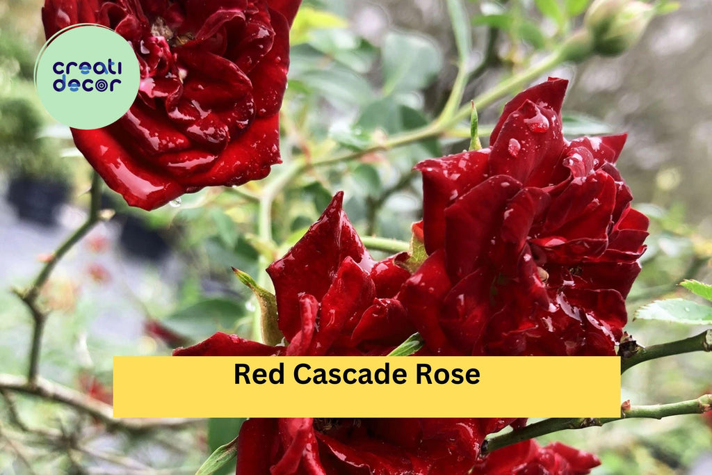 Red Cascade Rose Live Plant – Own Root Mini Climbing Rose, Ground Cover Sweetheart Variety, Trailing Red Blooms for Garden Landscape