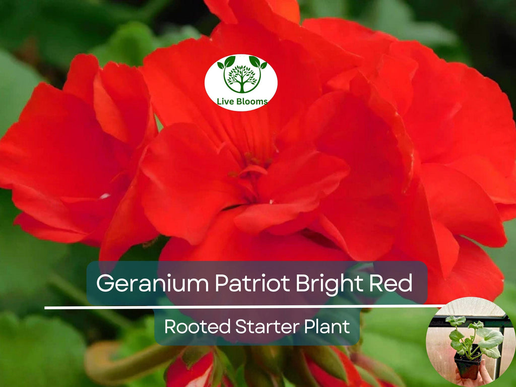 1 Geranium 'Patriot Bright Red' Plug - Zonal Crimson Red Live Plant, Beautiful Red Blooms, Hardy Garden Flower, for Containers & Bedding
