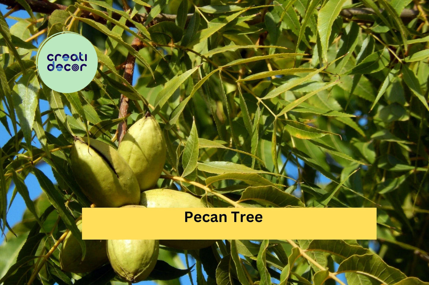 Pecan Tree Live Plants | Set of 2 Bare Root Seedlings 18+ Inches Tall | Hardy Nut Trees for Orchards & Home Garden Planting
