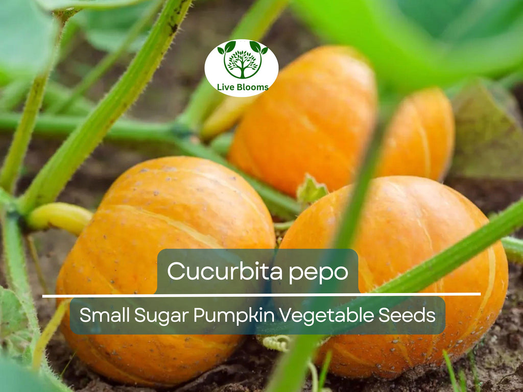 5 Seeds Small Sugar Pumpkin – Cucurbita pepo | Heirloom Pumpkin Seeds for Planting, Gardening, Baking & Decorative Use