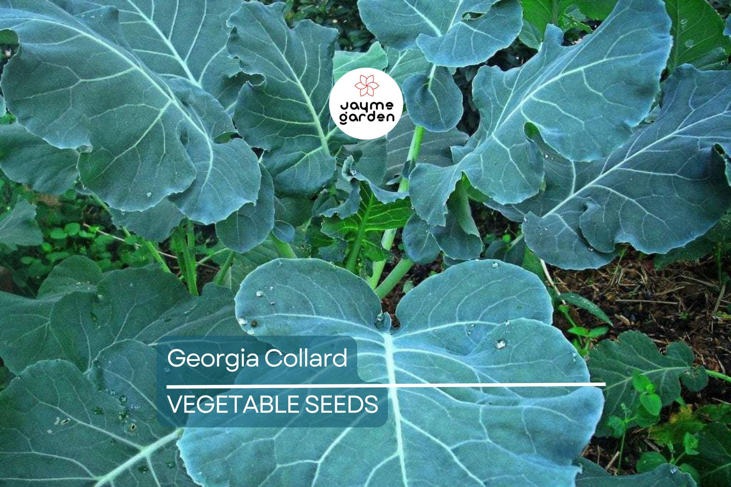 2,000 Georgia Collard Seeds – Heirloom, Non-GMO, Cold & Heat Tolerant, Free Shipping