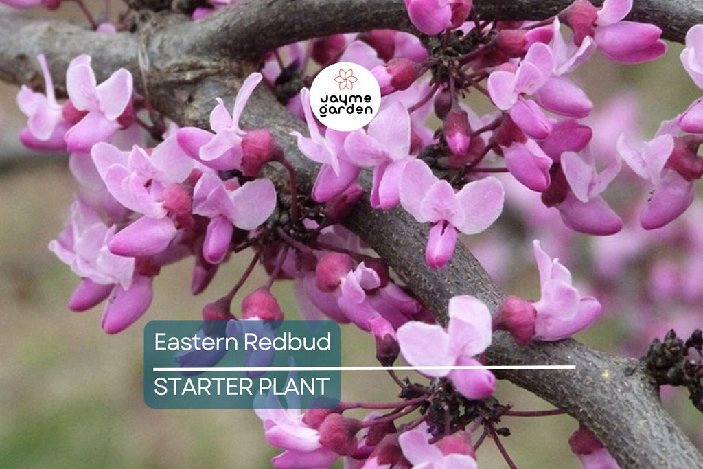 Eastern Redbud Tree – Live Bare Root, Cercis canadensis, Rosy Pink Flowers, Fast-Growing, 2-3 Ft Tall, Drought Tolerant, Zones 4-9