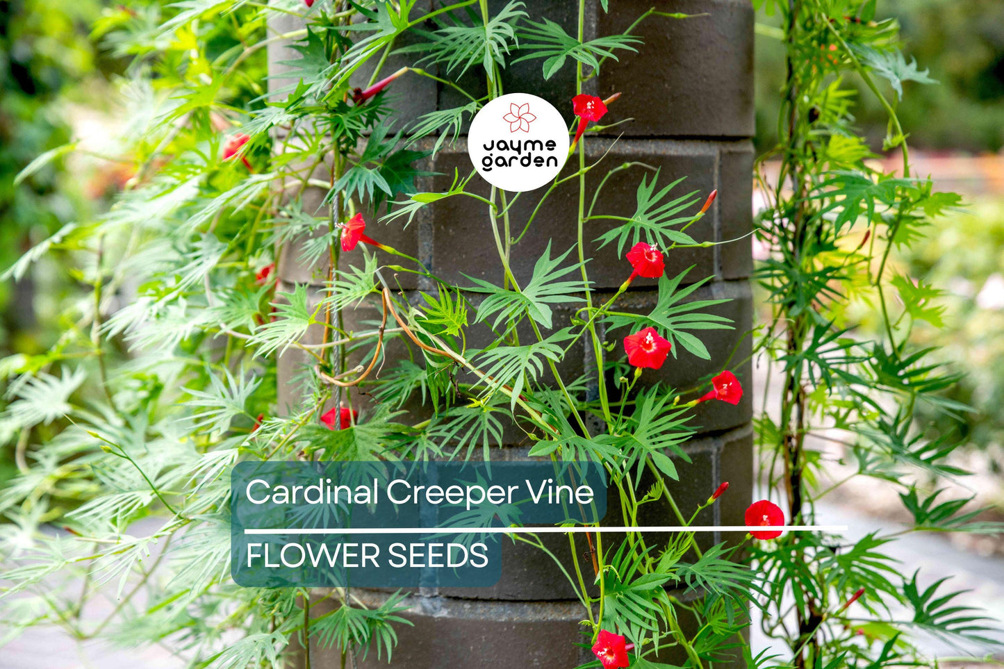 20 Star Glory Seeds (Ipomoea quamoclit) – Cardinal Creeper Vine, Scarlet Red Blooms, Attracts Hummingbirds, USDA Zones 11-12, Fast-Growing