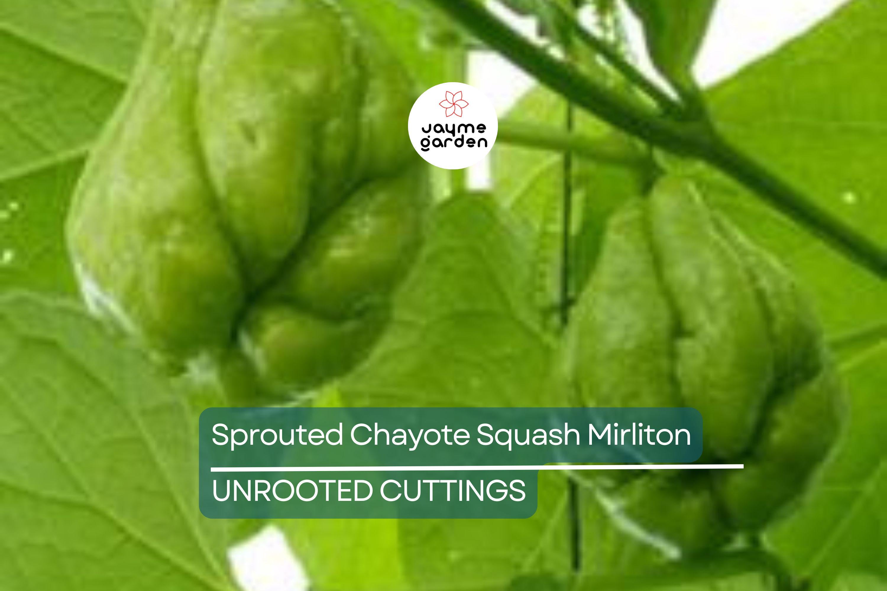 3 Sprouted Chayote Squash Mirliton Live Plants – Ready to Plant – Fast Growing – Fresh & Healthy
