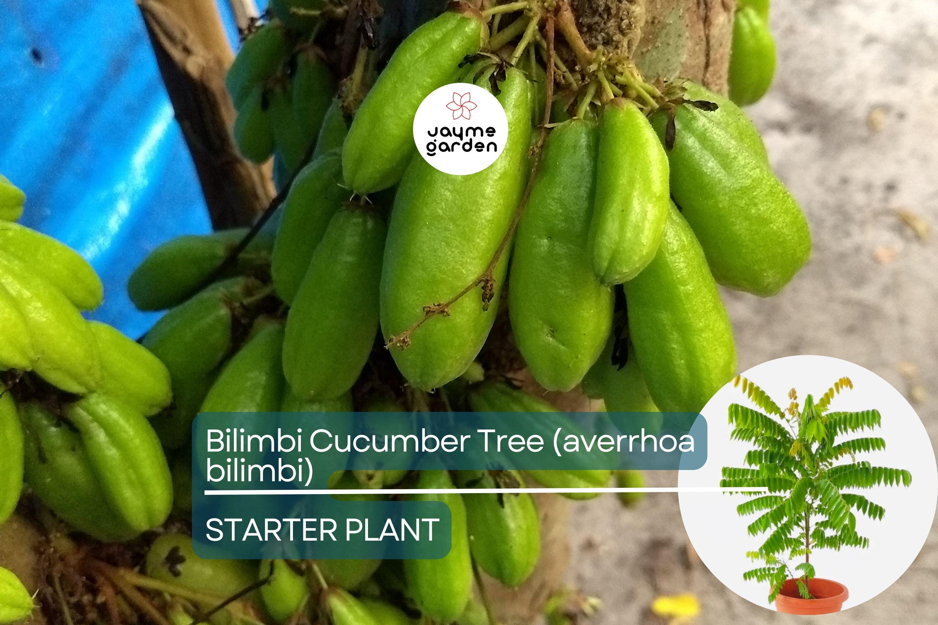 Bilimbi Cucumber Tree - Live Averrhoa bilimbi 1’-2’ Tall | Tropical Sour Fruit Tree for Culinary Use