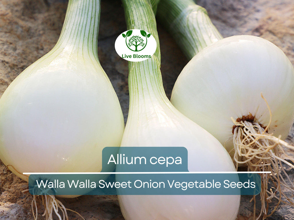 250 mg Seeds Walla Walla Sweet Onion – Allium cepa | Heirloom Sweet Onion for Planting, Gardening & Delicious Harvests