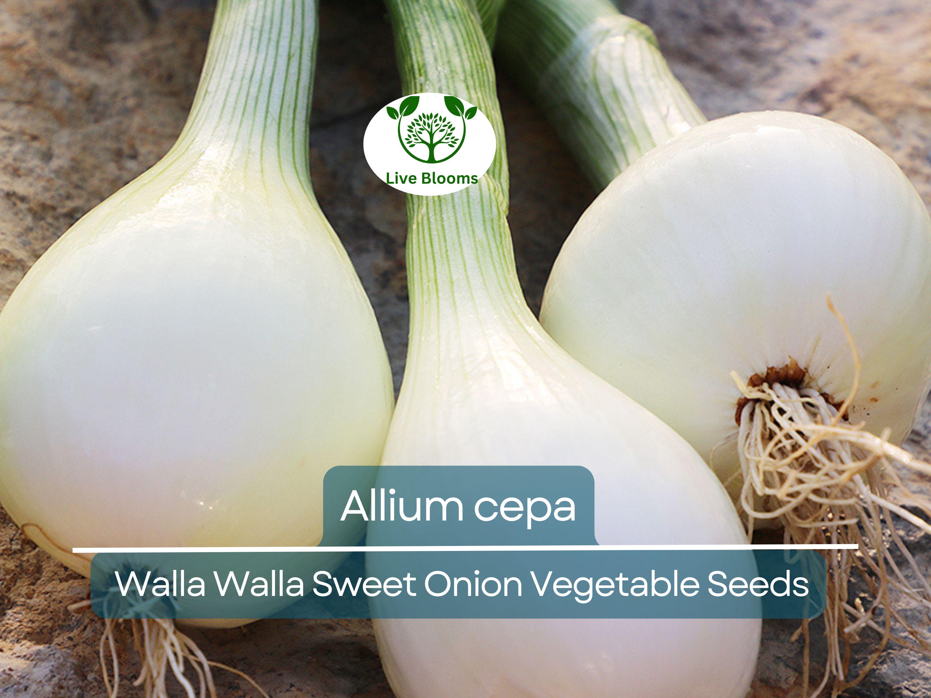 250 mg Seeds Walla Walla Sweet Onion – Allium cepa | Heirloom Sweet Onion for Planting, Gardening & Delicious Harvests