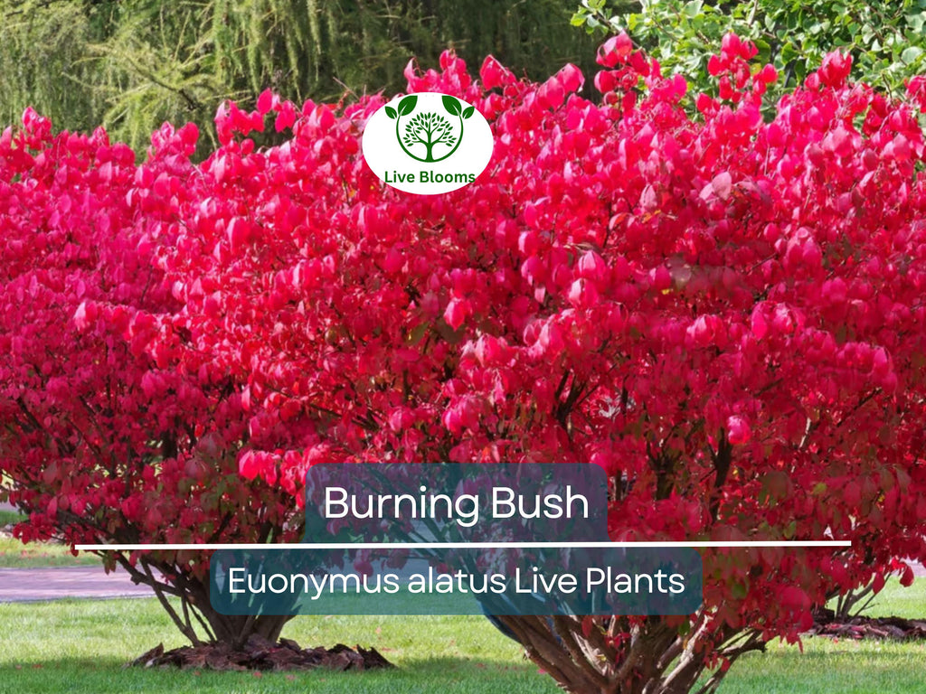 1 Burning Bush Live Plant – Euonymus Alatus Shrub, 1 Year Old, Rooted, Not Cutting – Vibrant Fall Color, Ornamental Hedge