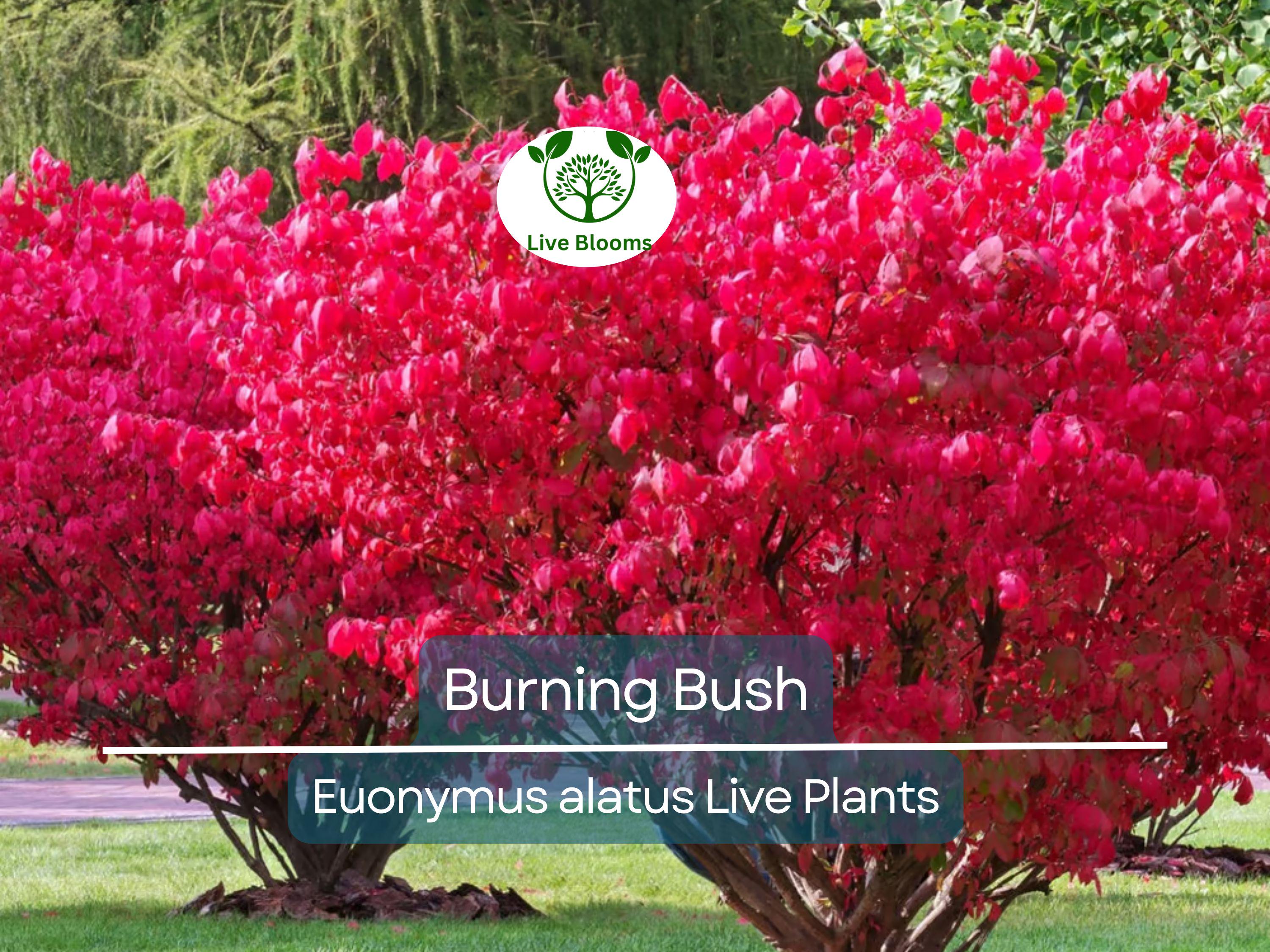 1 Burning Bush Live Plant – Euonymus Alatus Shrub, 1 Year Old, Rooted, Not Cutting – Vibrant Fall Color, Ornamental Hedge