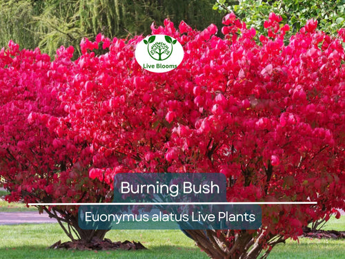 1 Burning Bush Live Plant – Euonymus Alatus Shrub, 1 Year Old, Rooted, Not Cutting – Vibrant Fall Color, Ornamental Hedge
