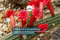 Cleistocactus samaipatanus Cutting, Flowering Cactus, 5" Tip Cutting - Easy to Grow
