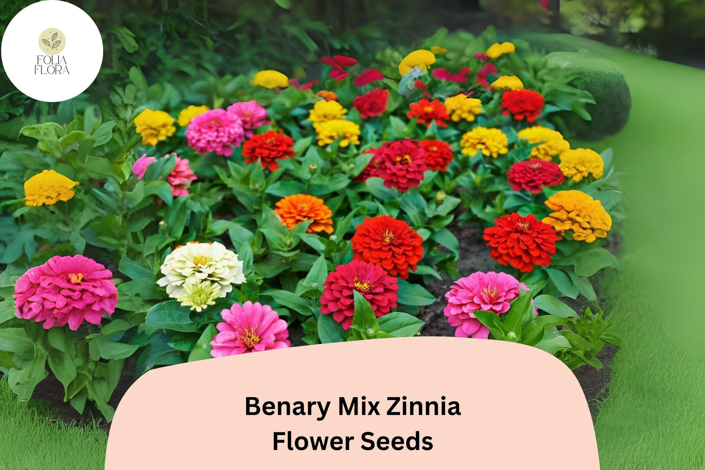 100+ Benary Mix Zinnia Seeds – Large Double Blooms for Cut Flower Gardens & Summer Planting