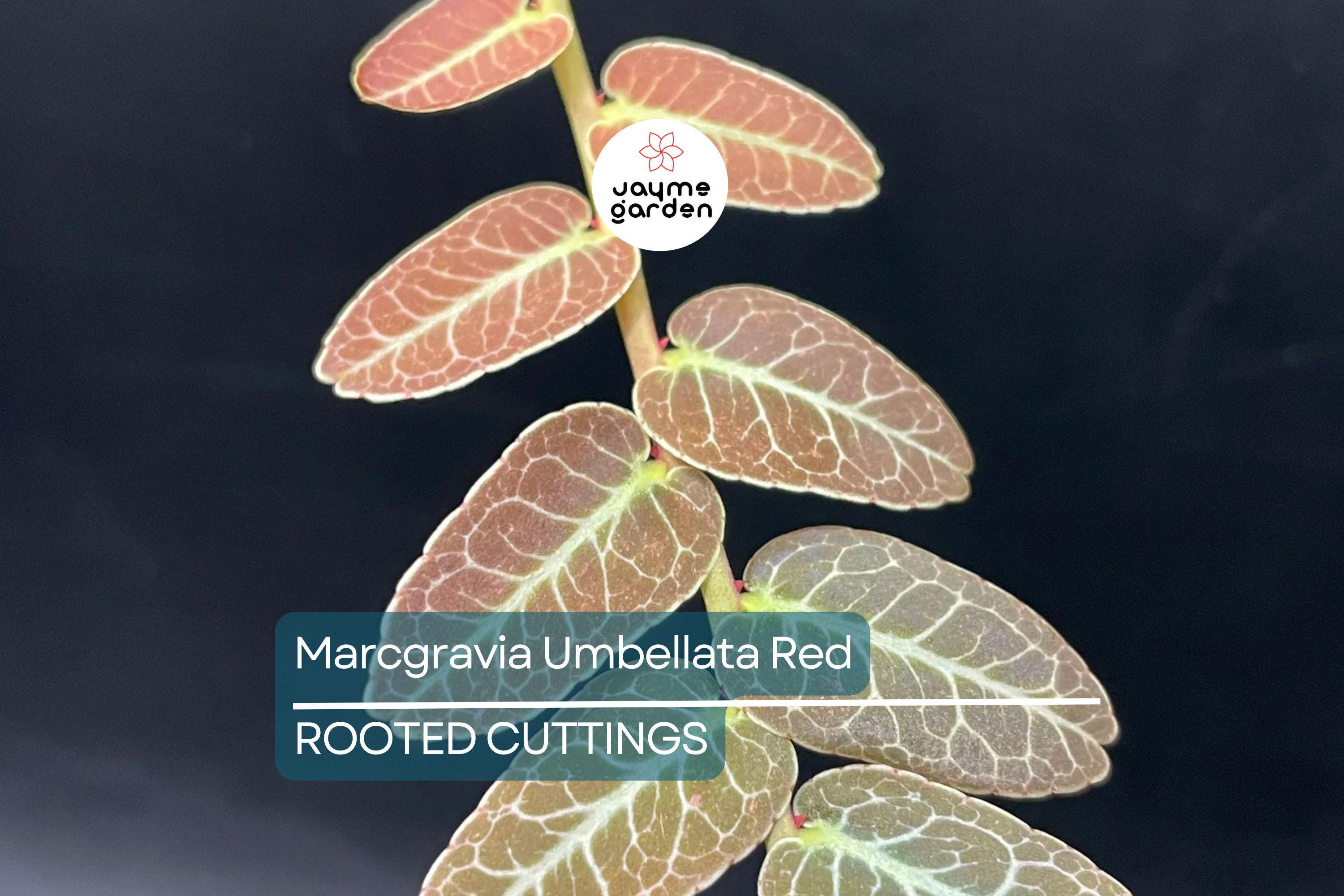 Marcgravia Umbellata | Red/Pink Rooted Plant | Terrarium & Vivarium Climber | High Humidity | Exotic Rare Houseplant