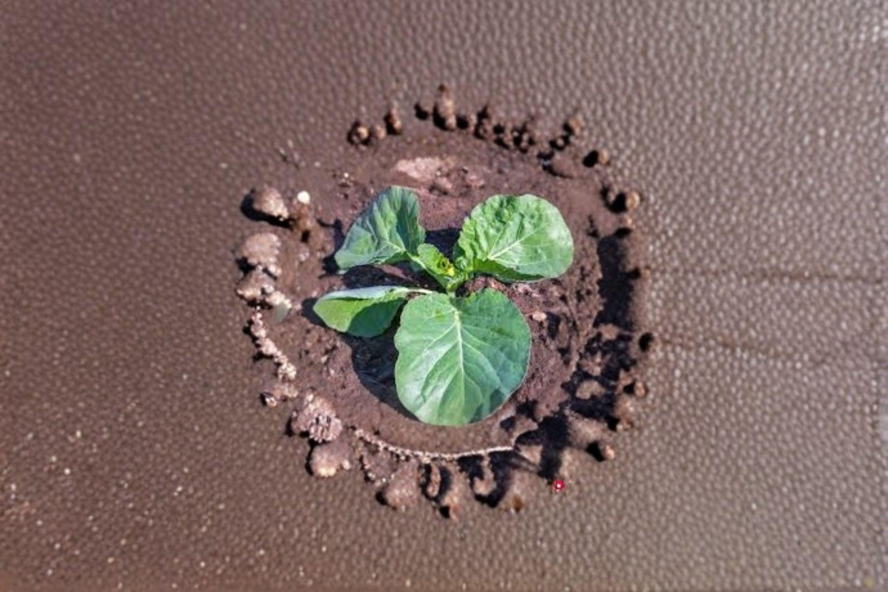 Collards – Vates 300 Seeds | Heirloom Collard Green | Compact Plants | Excellent Cold Tolerance