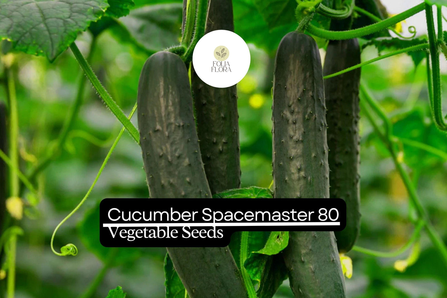 50 Seeds Spacemaster 80 Cucumber, Compact and Productive Variety for Small Gardens and Containers