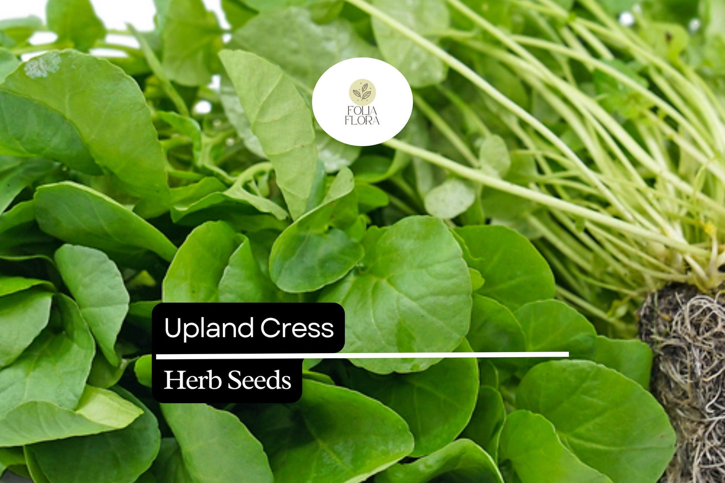 1000 Seeds Upland Cress (Barbarea verna) – Peppery, Nutritious Herb for Salads & Microgreens