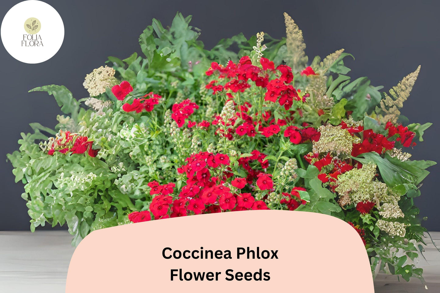 100+ Coccinea Phlox Seeds for Planting | Scarlet Phlox drummondii Annual Flower Seeds | Bright Red Blooms for Garden & Borders