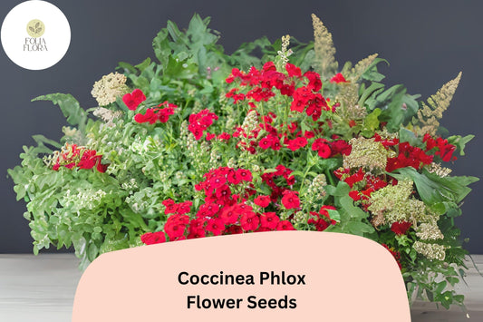 100+ Coccinea Phlox Seeds for Planting | Scarlet Phlox drummondii Annual Flower Seeds | Bright Red Blooms for Garden & Borders