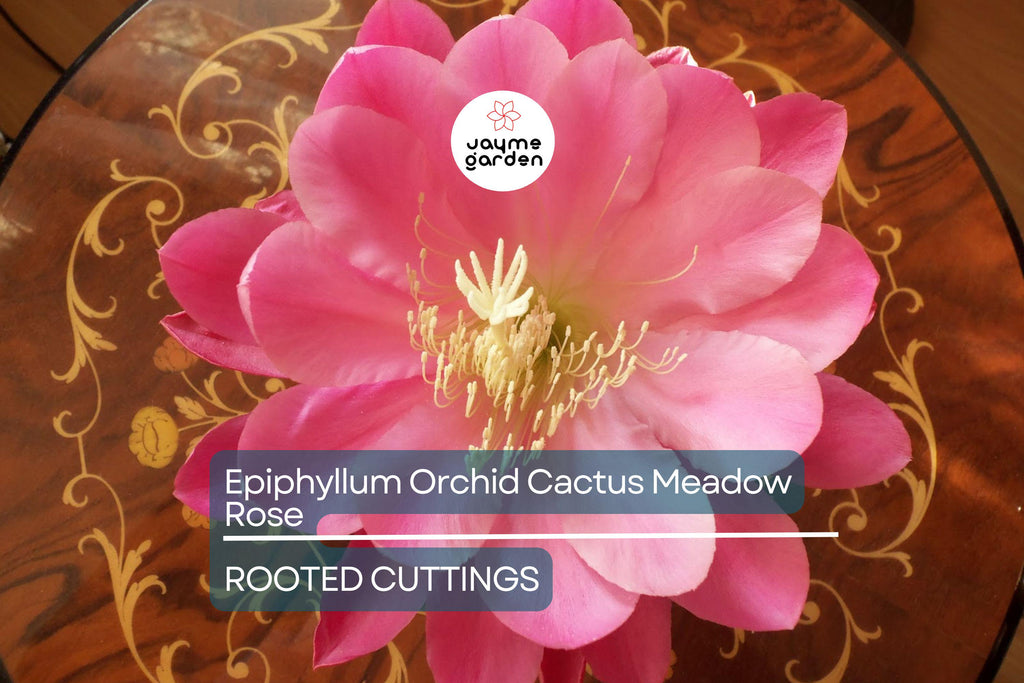 Epiphyllum Orchid Cactus 'Meadow Rose' | 2 Rooted Cuttings with New Growth | Stunning Blooms | Easy-Care Succulent Plant