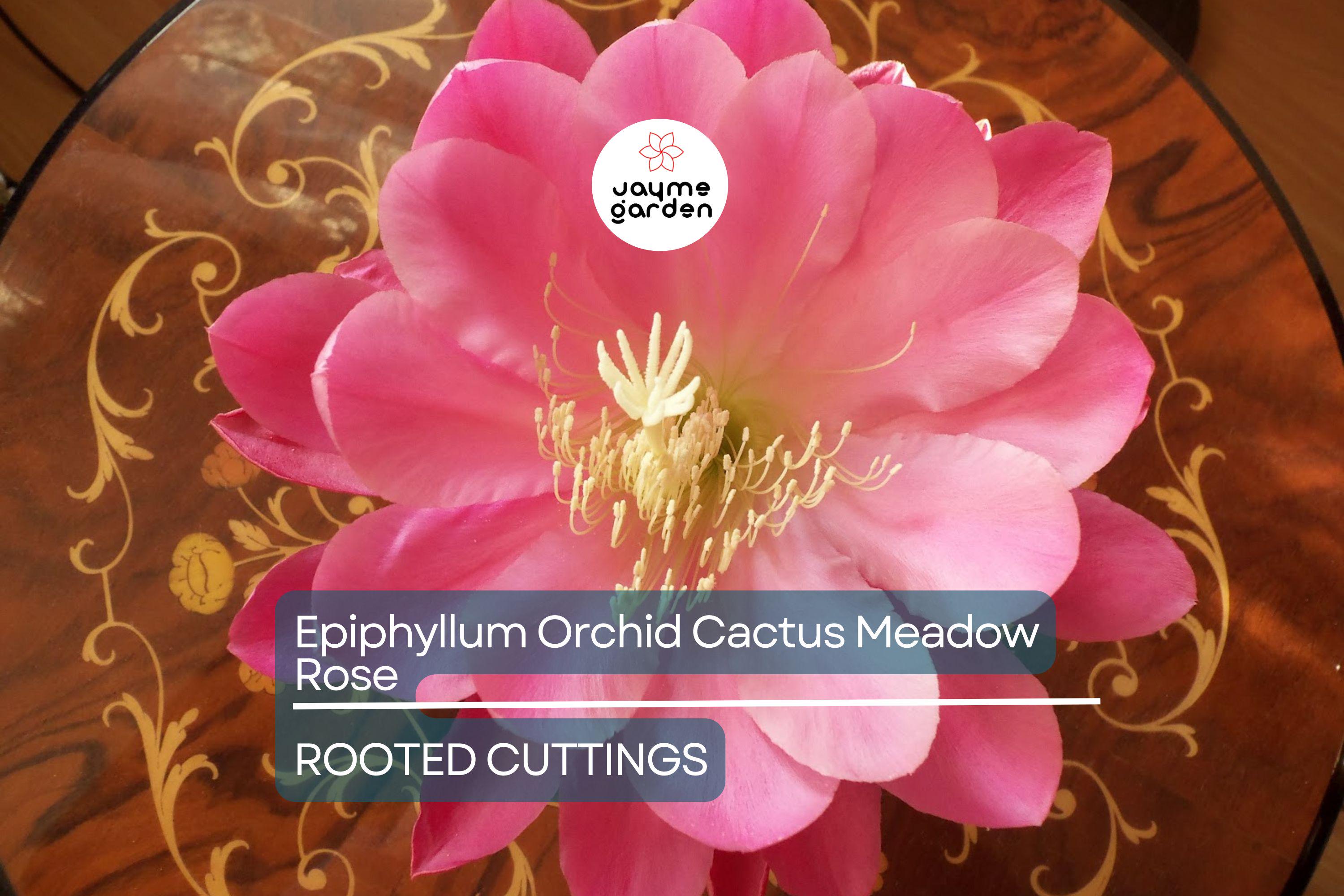 Epiphyllum Orchid Cactus 'Meadow Rose' | 2 Rooted Cuttings with New Growth | Stunning Blooms | Easy-Care Succulent Plant