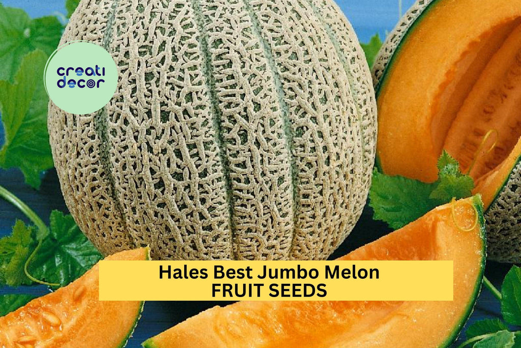 3pcs of 1g Hales Best Jumbo Melon Seeds – Sweet Cantaloupe Variety for Summer Gardens, Containers & Outdoor Planting Seeds for Planting