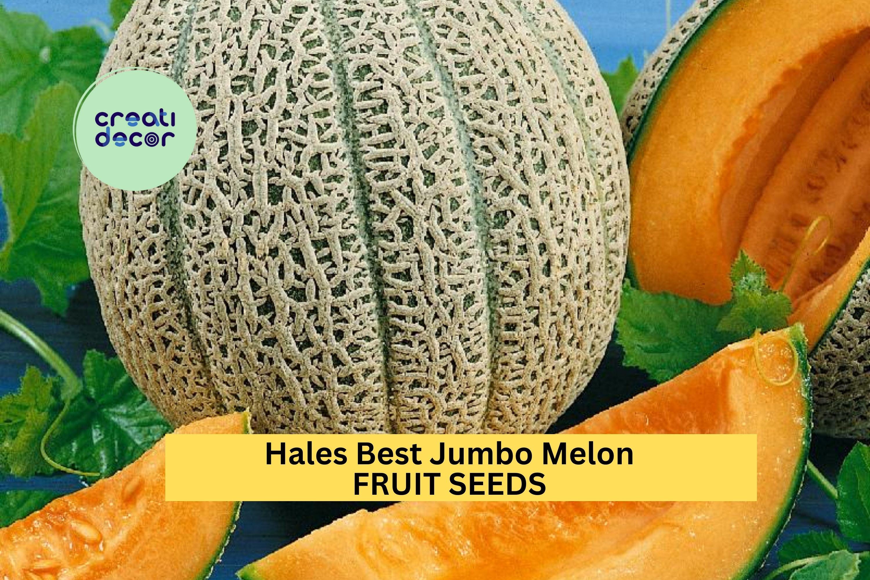 3pcs of 1g Hales Best Jumbo Melon Seeds – Sweet Cantaloupe Variety for Summer Gardens, Containers & Outdoor Planting Seeds for Planting