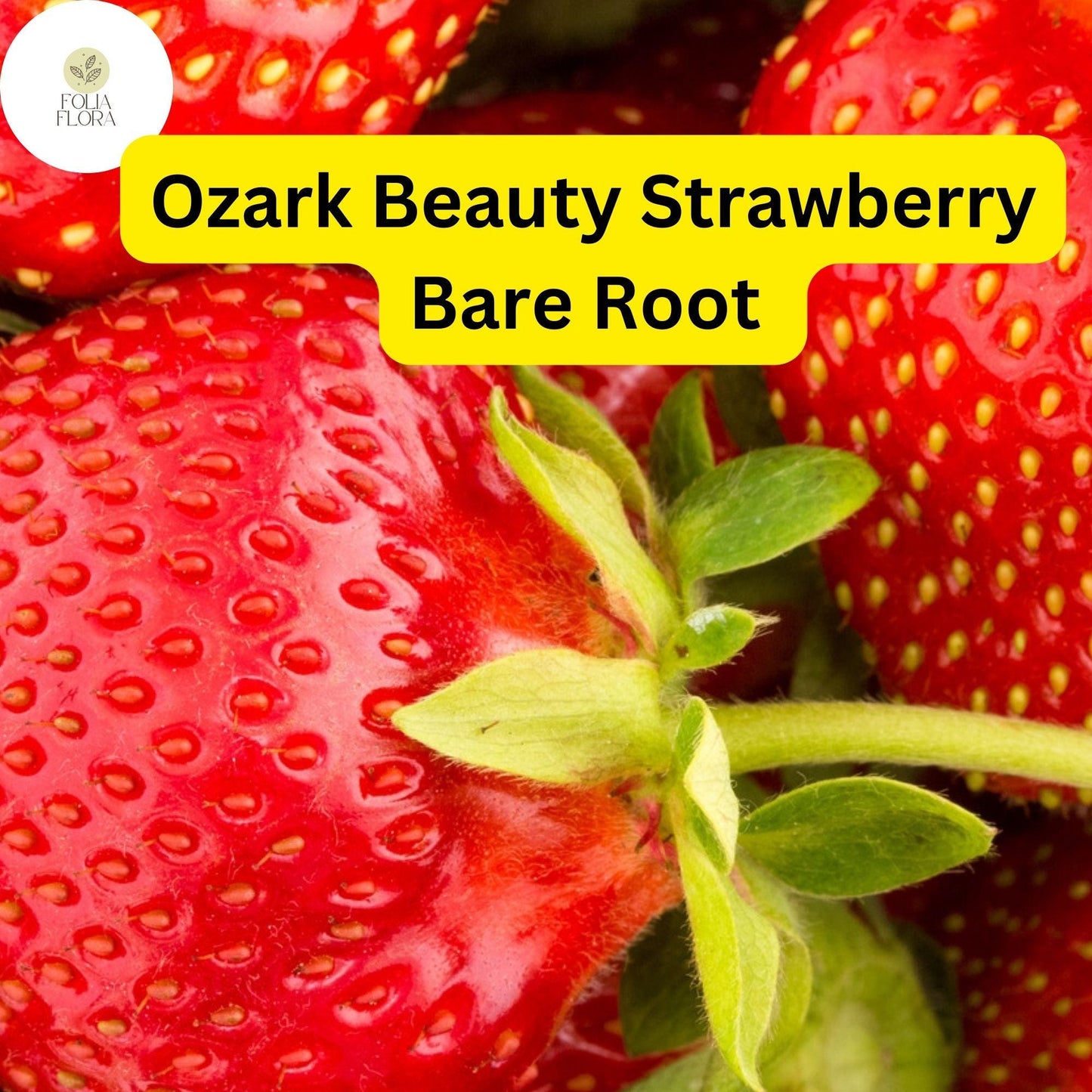 12 Bare Root Pack “Ozark Beauty” Everbearing Strawberry Plants | Hardy, Sweet & Juicy Berries | Zones 4-9