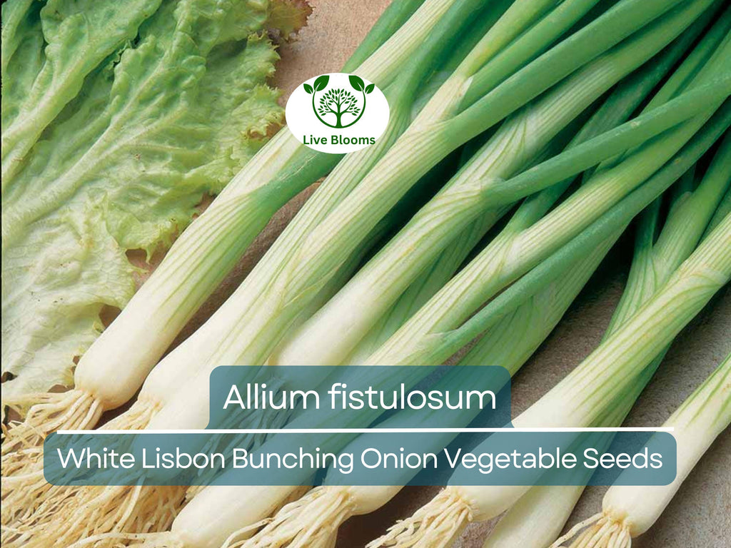 250 mg Seeds Onion White Lisbon Bunching – Allium fistulosum | Heirloom Vegetable for Planting, Crisp & Flavorful Green Onions