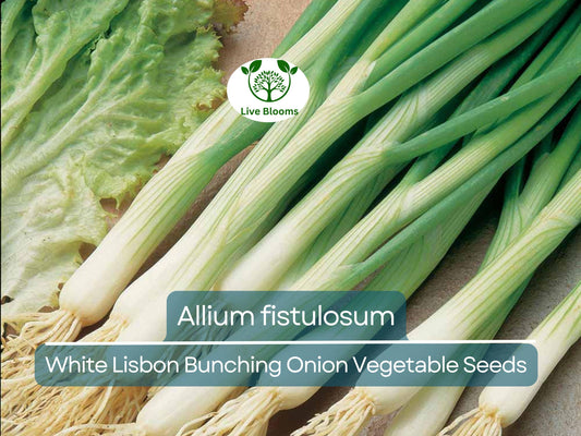 250 mg Seeds Onion White Lisbon Bunching – Allium fistulosum | Heirloom Vegetable for Planting, Crisp & Flavorful Green Onions