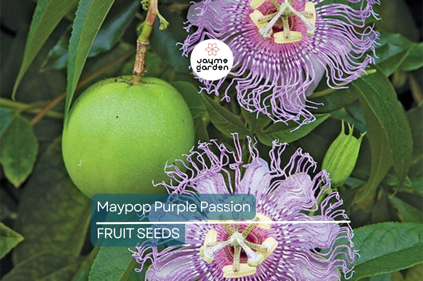 10 Maypop Purple Passion Seeds (Passiflora Incarnata) Edible Fruit, Cold Hardy
