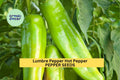 3pcs of 250mg Lumbre Hot Pepper Seeds – Spicy Mexican Chili Seeds for Planting – High-Yield, Fast-Growing Heirloom Variety
