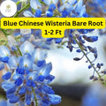 1 Bare Root Blue Chinese Wisteria Tree, 1-2 Ft Tall Live Plant, Wisteria sinensis, Ready to Plant