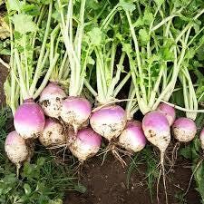 Set of 16 Vegetable & Herb Seeds – Garden Starter Pack with Basil, Arugula, Kale, Broccoli, Cilantro, Okra, Spinach and More – USA