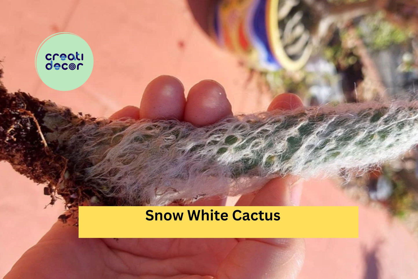 Snow White Cactus Plant | Hairy Roger (Engelmanni carnosus beoskowitzii) Rooted Live Succulent for Desert Garden or Container