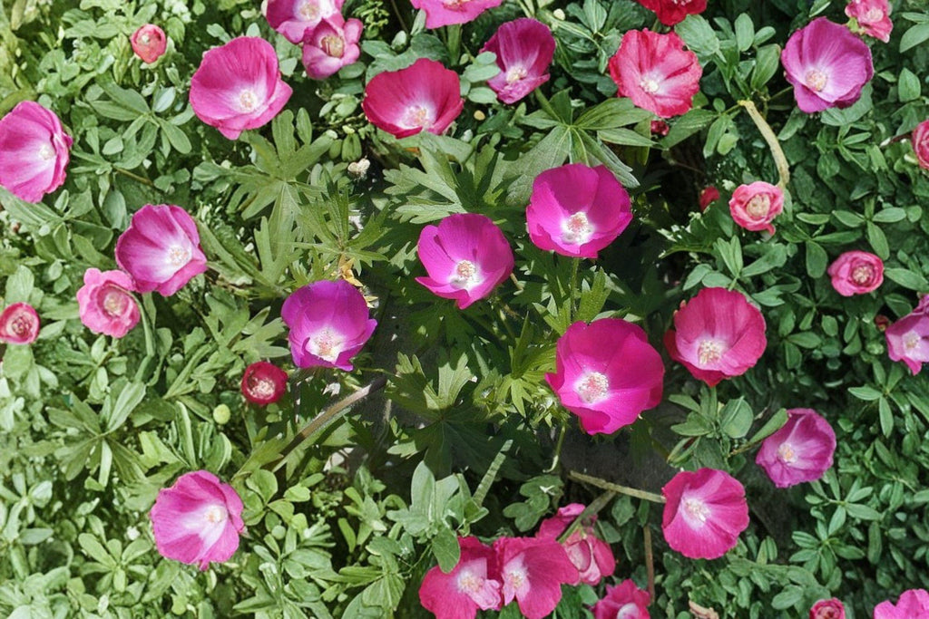 Callirhoe Involucrata Purple Poppy Mallow Seeds – 10 Native Perennial Groundcover Wildflower | Drought-Tolerant | Long-Blooming Perennial