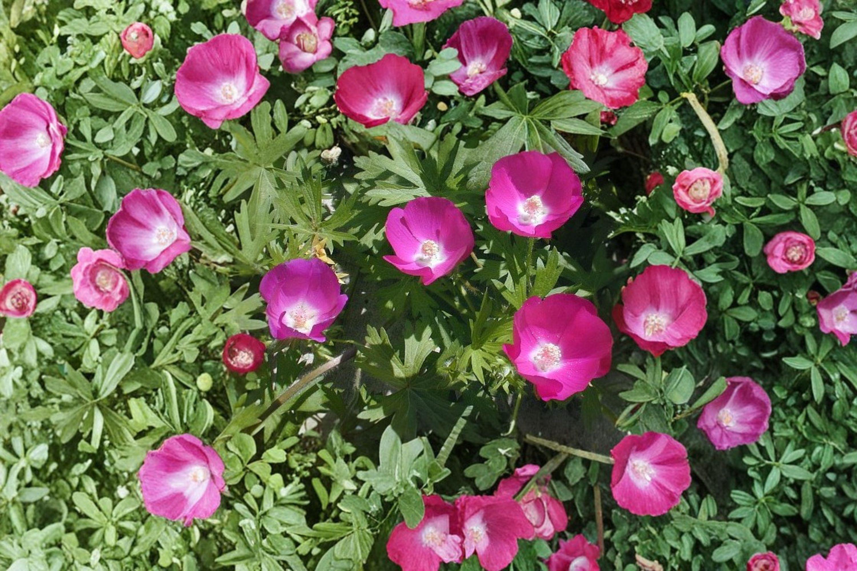 Callirhoe Involucrata Purple Poppy Mallow Seeds – 10 Native Perennial Groundcover Wildflower | Drought-Tolerant | Long-Blooming Perennial