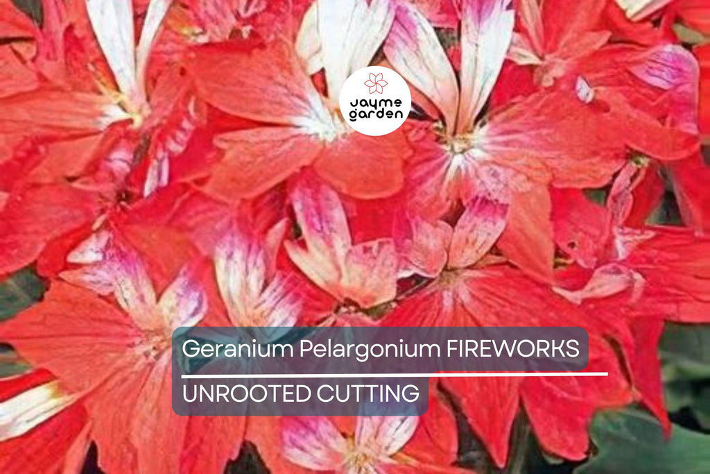 Geranium Pelargonium FIREWORKS – 3 Live 6" Unrooted Cuttings, Climbing Red Blooms