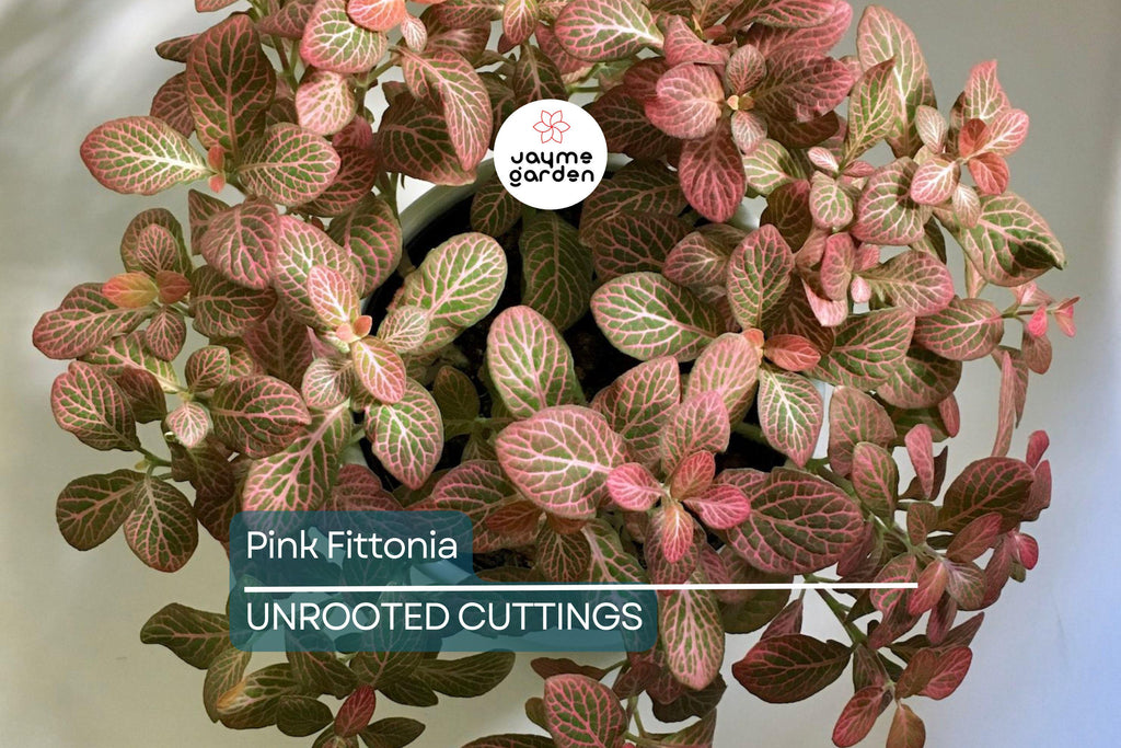 Pink Fitonia Cutting in Propagation Cup - Sealed with Sphagnum Moss, Easy Rooting, Live Arrival Guarantee