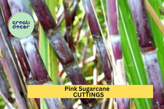 5 Pink Sugarcane Cuttings – Rooted with 10 Nodes Total – Sweet Tropical Variety Ready to Plant in Garden or Pot – USA