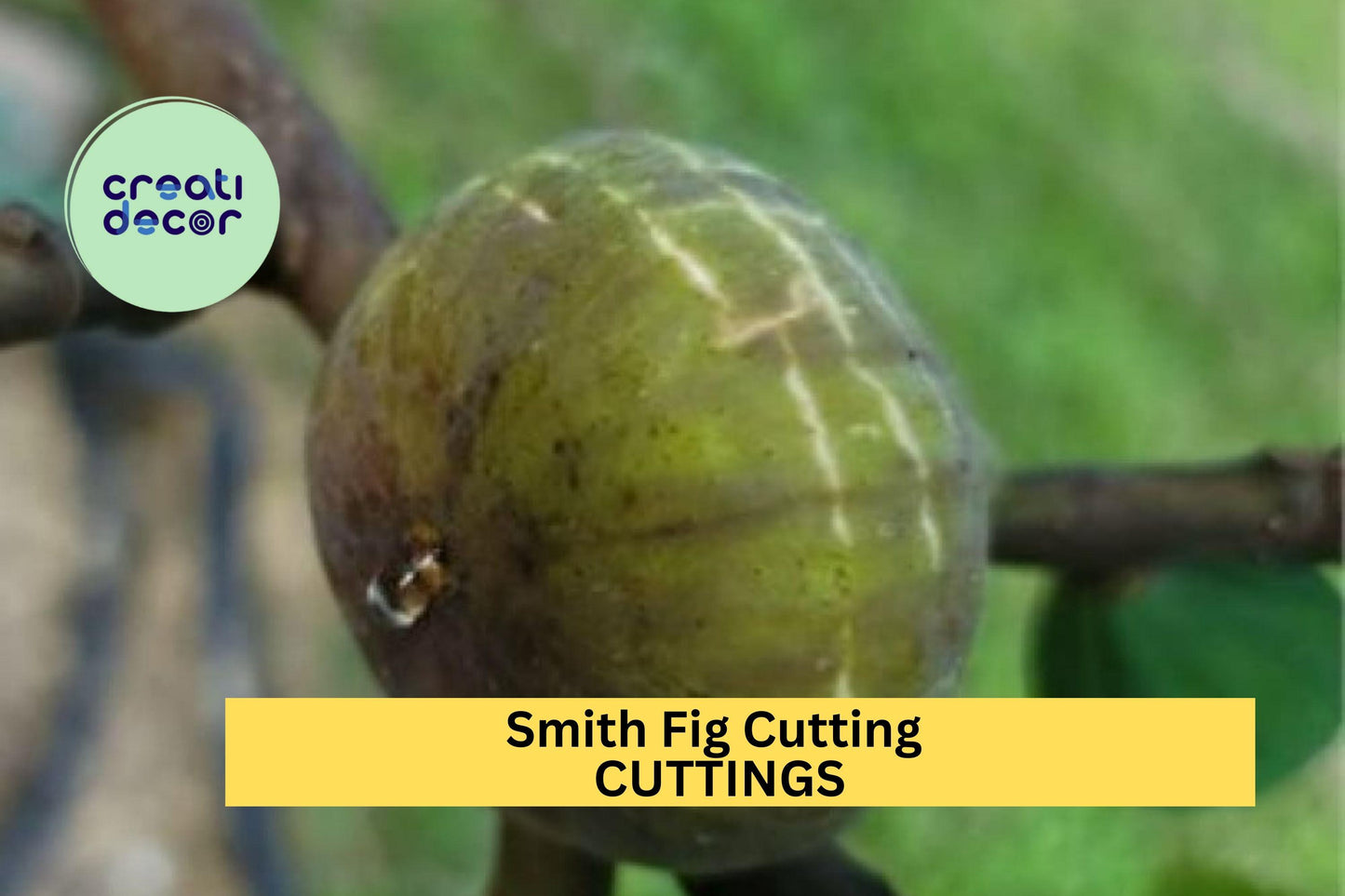 1 Smith Fig Cutting – Premium Unrooted Hardwood Cutting for Propagation, Rare Sweet Fig Variety for Home Orchards – USA