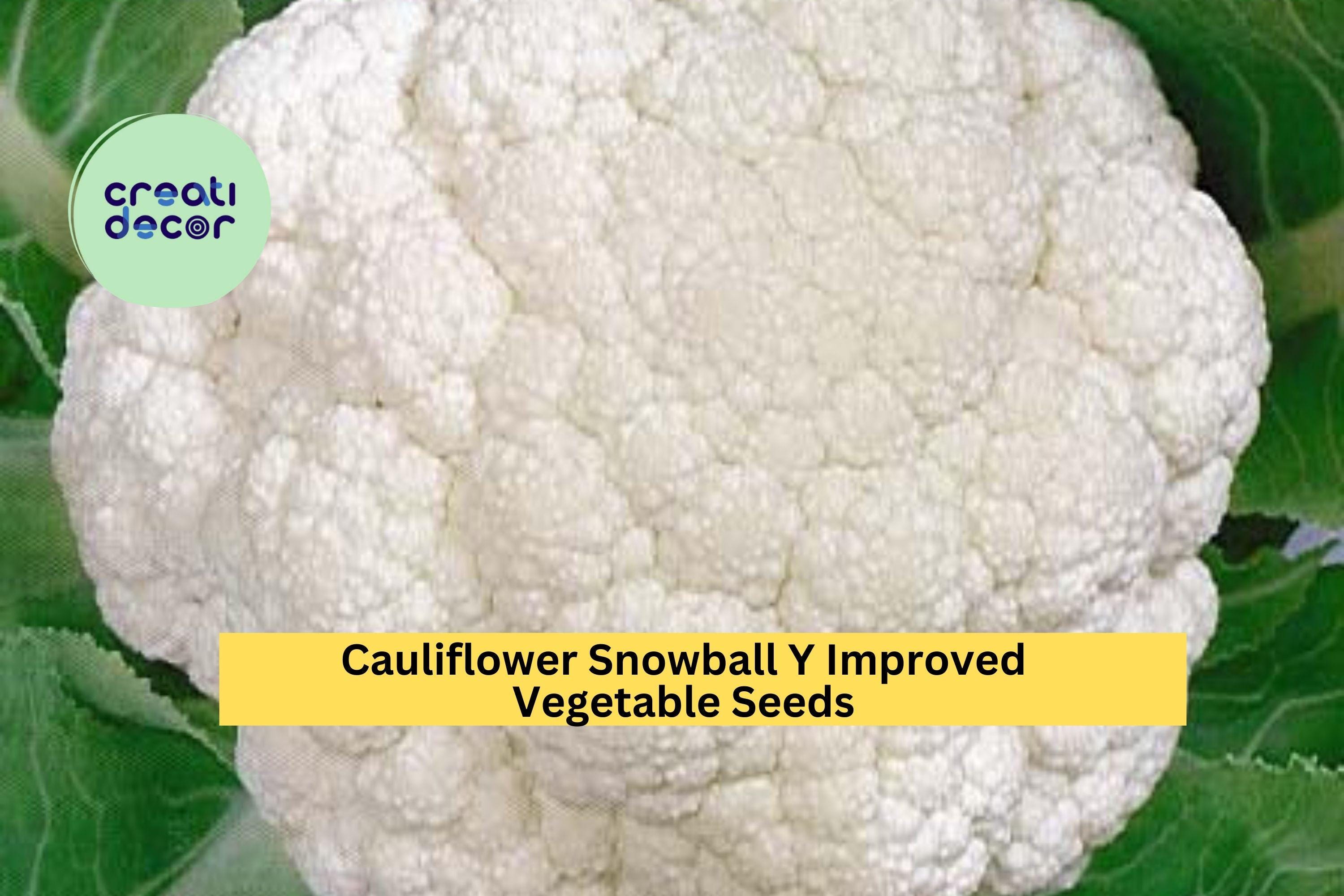 3pcs x 500mg Cauliflower Snowball Y Improved Seeds – Compact White Heads for Raised Beds, Garden Rows, or Containers Seeds for Planting