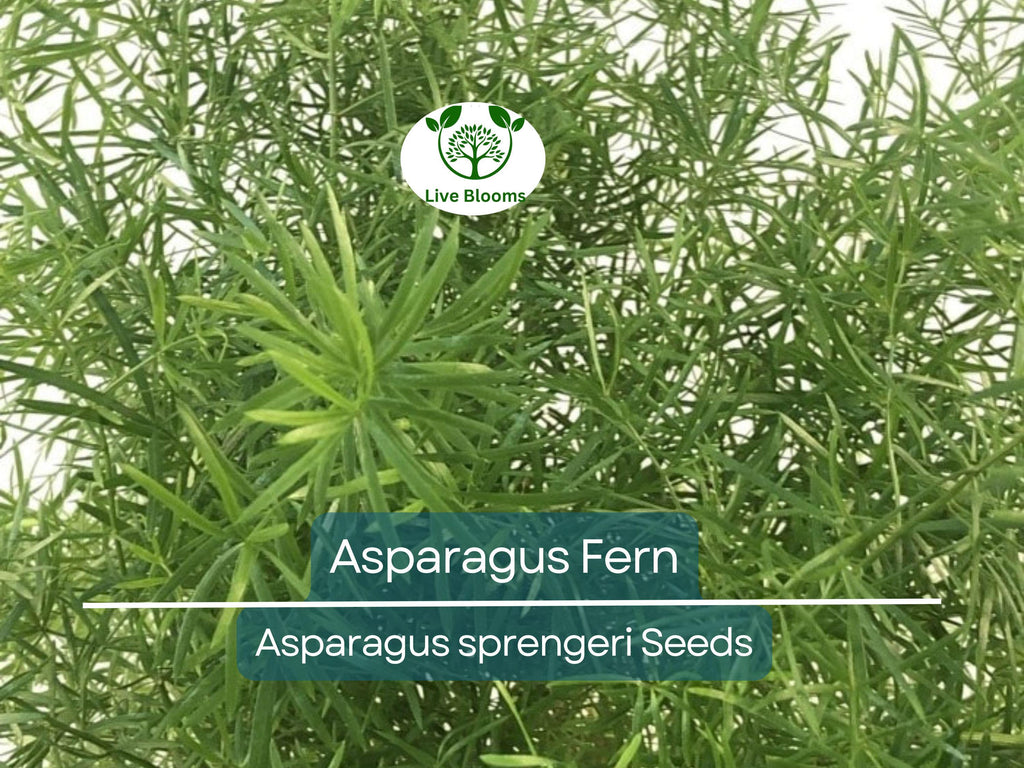 20 Asparagus Fern Sprengeri Seeds – Indoor Plant, Hanging Basket, Low Maintenance, Elegant Greenery, Fern for Pots, Easy Care Houseplant