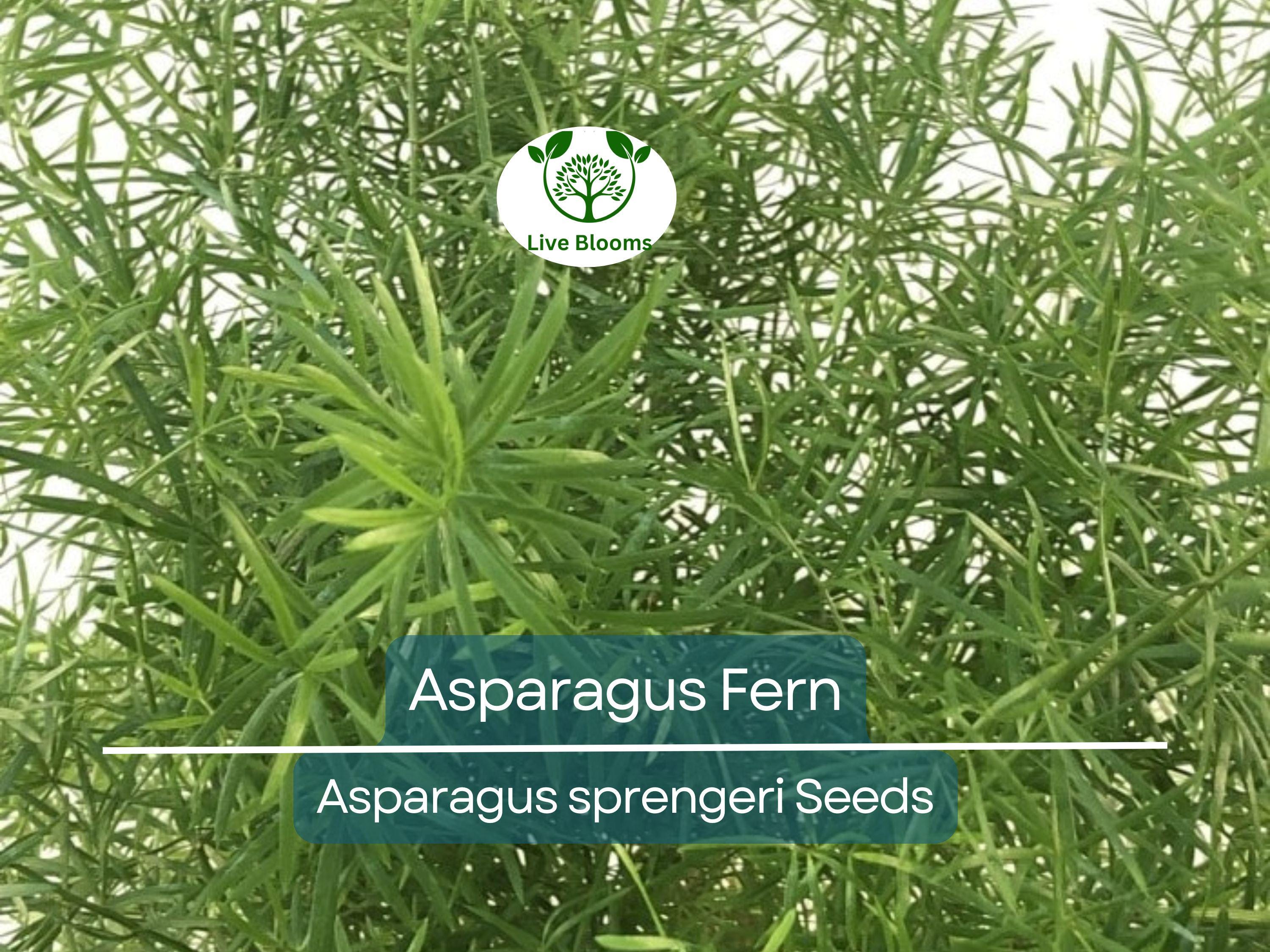 20 Asparagus Fern Sprengeri Seeds – Indoor Plant, Hanging Basket, Low Maintenance, Elegant Greenery, Fern for Pots, Easy Care Houseplant