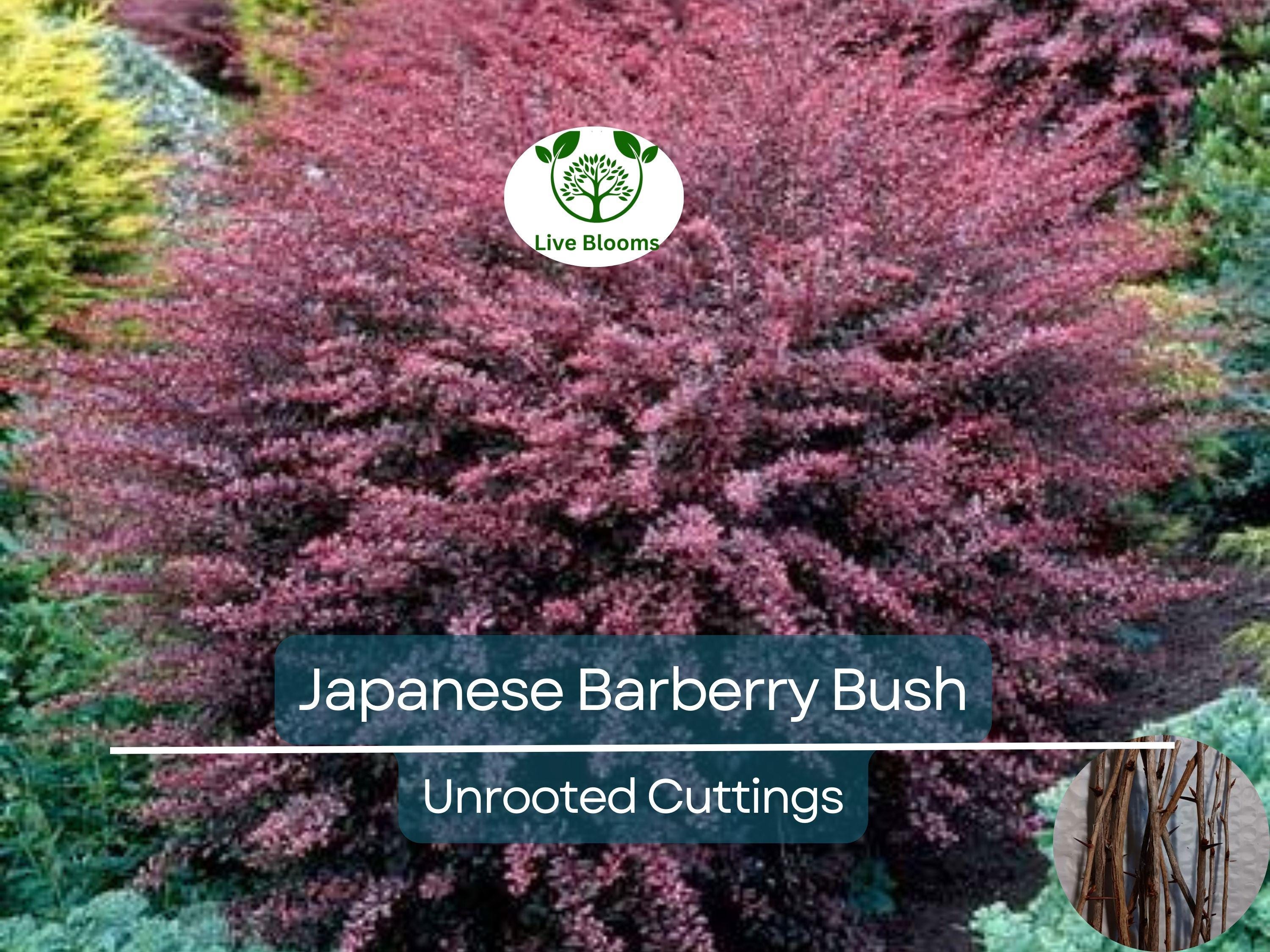 6 Japanese Barberry Bush Cuttings, Berberis Thunbergii Edible Berries, Organic Unrooted 6-9" - Easy to Grow, Hardy, Fruitful Shrub
