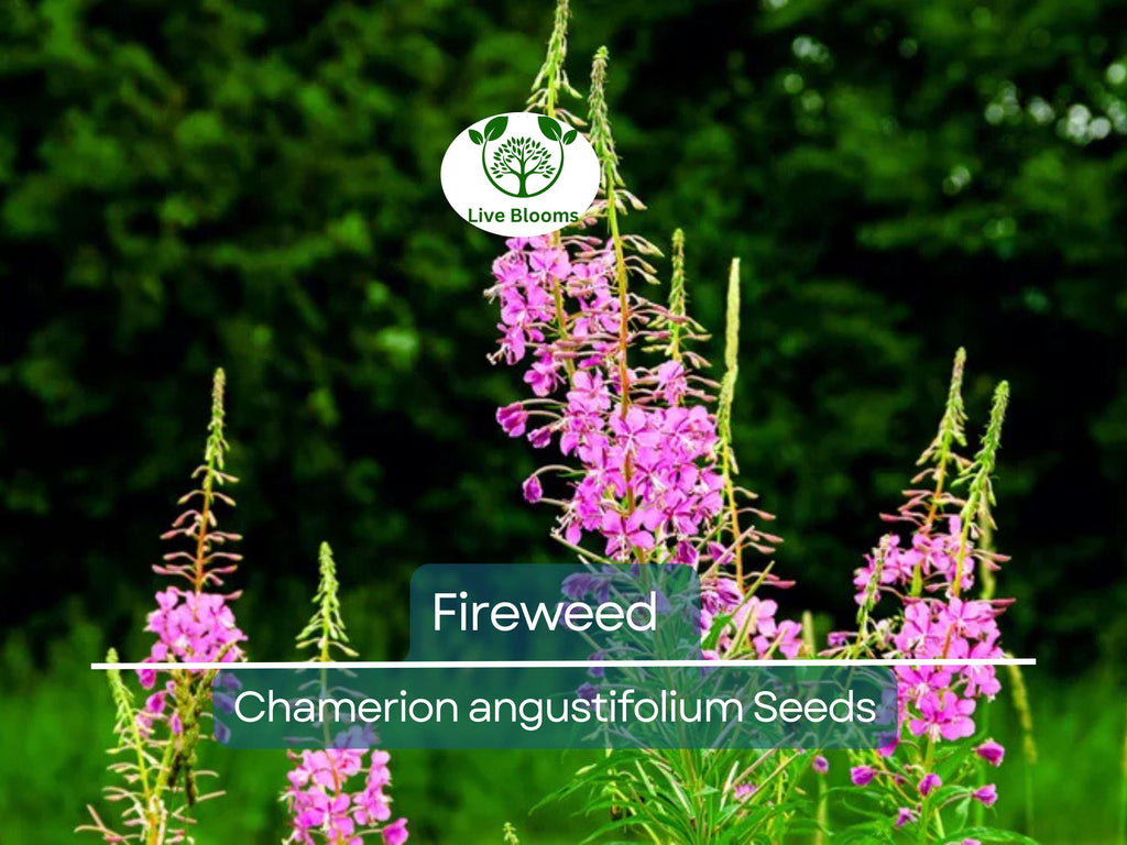 500 Fireweed Seeds | Rosebay (Chamerion angustifolium) | Perennial Herb Flower | Bulk, Wildflower, Pollinator, Native Plant