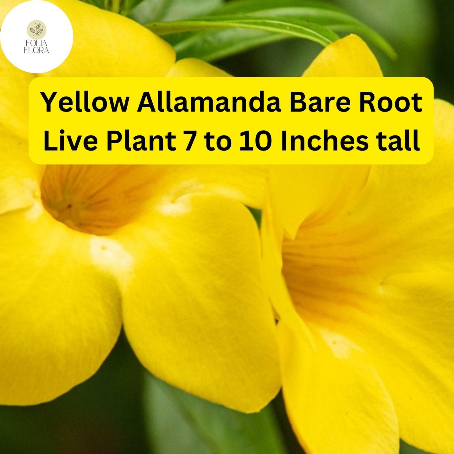 1 Yellow Allamanda - Bare Root Starter Live Plant 7-10” - Perennial Vine, Tropical Yellow Flowers